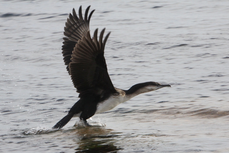 cormorant